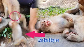 Very Very Loudly Cry New Abandoned Baby Monkey Got Bitten By Baby Royston So Jealous So So Mean