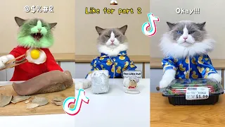 That Little Puff | Cats Make Food 😻 | Kitty God & Others | TikTok 2024 #29