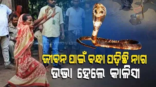 High Drama In Jajpur Village After Snake Bite Kid, Reptile Detained