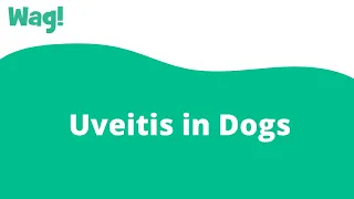 Uveitis in Dogs | Wag!