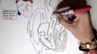 Cardiology - Heart Physiology I (Cardiac Myocyte and Membrane Potential)