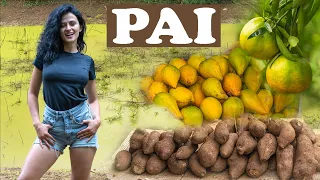 Pai to Nam Lod cave: must do trip in Pai, Thailand! New strange fruits discovered!