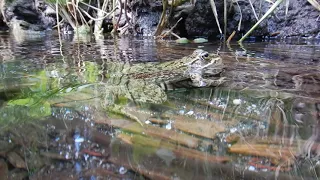 Columbia Spotted Frog - Kananaskis Country, July 2021