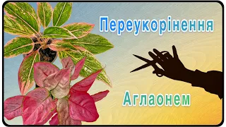 #Переукорінення #Аглаонем з Результатами ! 25 лютого 2024 р.