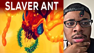 The Most Brutal Ant: The Slaver Ant Polyergus (REACTION!!!)