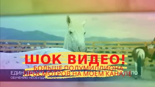 "ЭМДИК АТ УРЕДИШ" ОБУЧЕНИЕ НЕОБУЗДАННОГО КОНЯ! РЕСПУБЛИКА АЛТАЙ/ЭЛ-ОЙЫН 2018/УЛАГАН