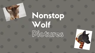 Nonstop Wolf Images XD