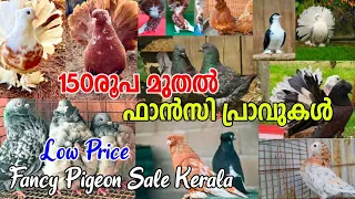 😻പ്രാവുകൾ വില്പനയ്ക്ക്❤‍🔥Fancy pigeon farm kerala🤗Pigeon Loft visit Video Kerala❤️‍🩹Kerala pets🤪🙀
