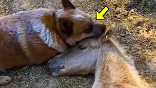 Old Dog Approached Dying Orphaned Foal. You Won't Believe What Happened Next