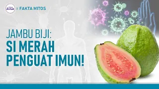 Kandungan Nutrisi dan Manfaat Jambu Biji Bagi Kesehatan | Hidup Sehat tvOne