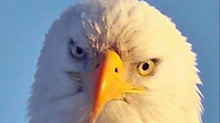 Wildlife Spotting: American Bald Eagle Viewed From Very Close/Tulelake National Wildlife Refuge