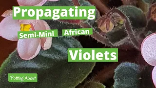 Propagating a semi miniature African Violet from leaf cuttings  ( LIK Gusinye)