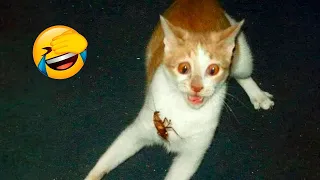 Try Not To Laugh | Funniest Cat Videos In The World | Funny Animal Videos #132