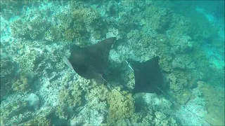 Eagle rays at the edge of the house reef - Filitheyo, Maldives