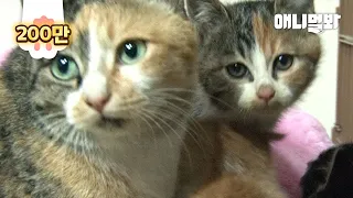 Mother Cat Secretly Looked After Kittens Whom She Hid In The House