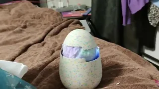 Вылупление hatchimals mystery