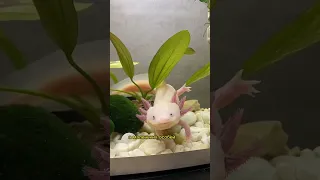 Ты точно об этом не знал! Аксолотль #аксолотль #axolotl #animal #fish