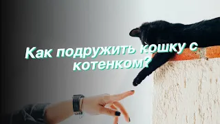 Как подружить кошку с котенком?