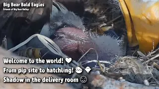 Big Bear🦅Welcome To The World!🐥From Pip Site To Hatchling🐣Shadow In The Delivery Room😊2022-03-03