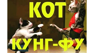 Кот прикол!  Кот кунг-фу! Cat kung fu!