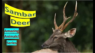 Sambar facts 🦌 Sambar Deer 🦌