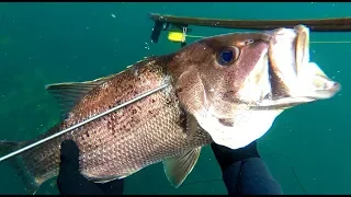 Freedive Spearfishing South West Australia | Dhufish