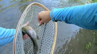 South Bear, Iowa Driftless, June 2022