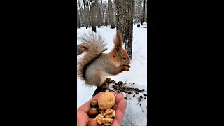 На самом деле белки зимой не делают запасов