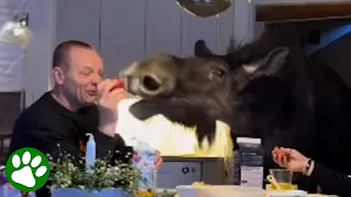 Raising a moose in the kitchen