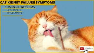 Cat Kidney Failure Symptoms, Causes, Signs and Treatment