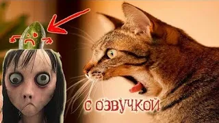 Приколы с котами с озвучкой