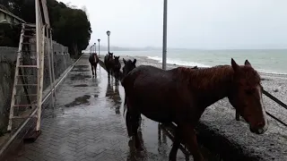 Кони-лошади бодро шагают по Абхазии! Набережная города Гудаута в снег и дождь