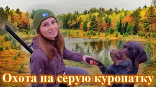 Охота на серую куропатку с дратхааром, девушка охотник / gray partridge hunting