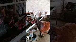 Mini Pony Foal