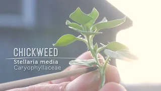 CHICKWEED LOVE in the Fall Happening Now (New Video Lesson)