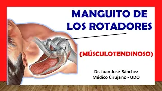 🥇 Anatomía del MANGUITO ROTADOR, Fácil y Rápida