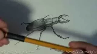 рисуем жука