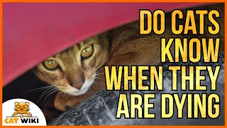 Do Cats Know When They Are Dying? Can They Sense The End?