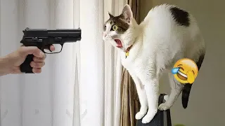 🤣🐶 Try Not To Laugh Dogs And Cats 🐱😂 Funny Animal Moments 2024 #15