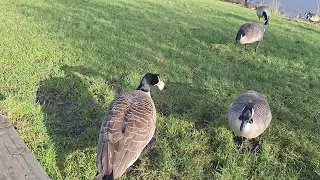 Surrounded by friendly Canada geese,and a couple of swans.