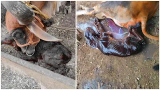 Gir Cow Giving Birth to Calf