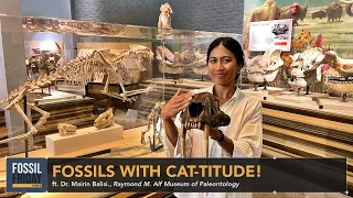 "Fossils with Cat-titude!" w/ Dr. Mairin Balisi | Fossil Friday Chats