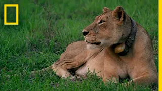 Rewilding Gorongosa: Lions | National Geographic