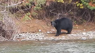 BIG black bear in Vancouver Island