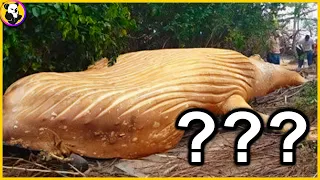 Most Terrifying Creatures Found In The Amazon River: Top 10 !!