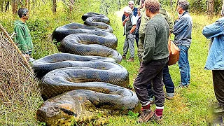 İnsanlar Tarafından Yakalanan En Büyük 15 Hayvan