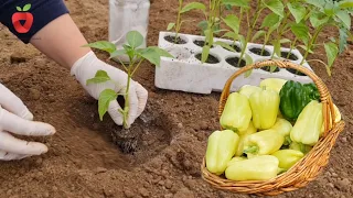 Make no mistake! When is the time to plant peppers outdoors? Do it like this