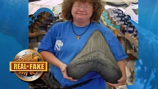 World'S Biggest  MEGALODON TOOTH? - real or fake?