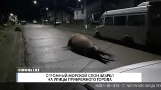 ОГРОМНЫЙ МОРСКОЙ СЛОН ЗАБРЕЛ НА УЛИЦЫ ПРИБРЕЖНОГО ГОРОДА