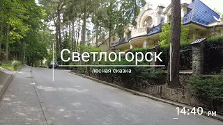 Светлогорск: лесная сказка